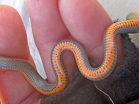 Ringneck Snake (Diadophis punctatus)