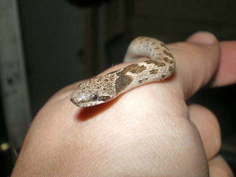 Night Snake (Hypsiglena chlorophaea)