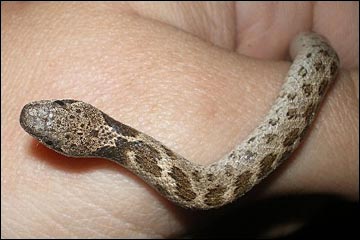 Night Snake (Hypsiglena chlorophaea)