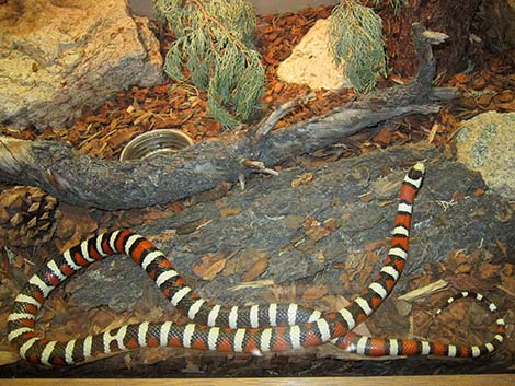 Sonoran Mountain Kingsnake (Lampropeltis pyromelana)