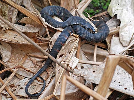 Brown Water Snake (Nerodia taxispilota)