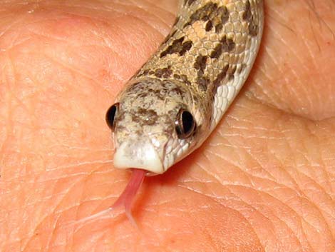 Spotted Leaf-Nosed Snake (Phyllorhynchus decurtatus)