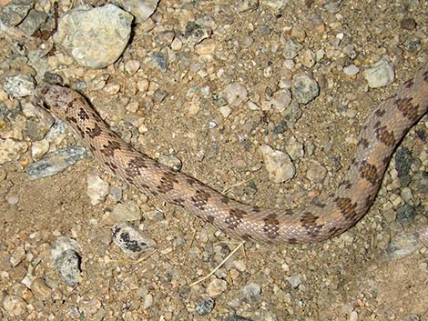 Spotted Leaf-Nosed Snake (Phyllorhynchus decurtatus)