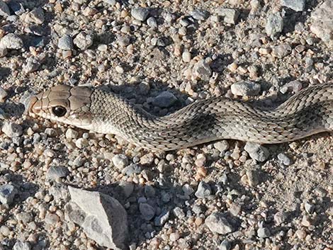 Western Patch-Nosed Snake (Salvadora hexalepis)