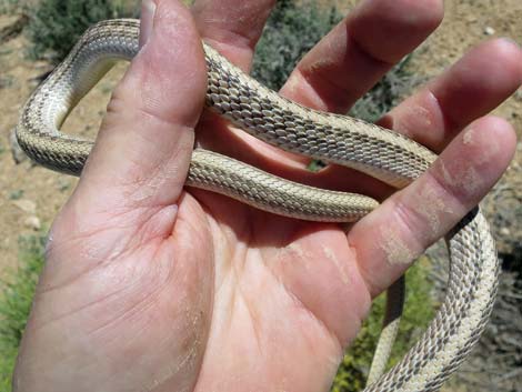 Western Patch-Nosed Snake (Salvadora hexalepis)