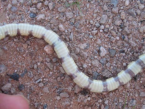 Western Groundsnake (Sonora semiannulata)