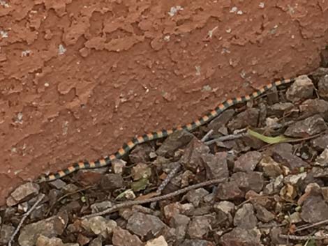 Western Groundsnake (Sonora semiannulata)