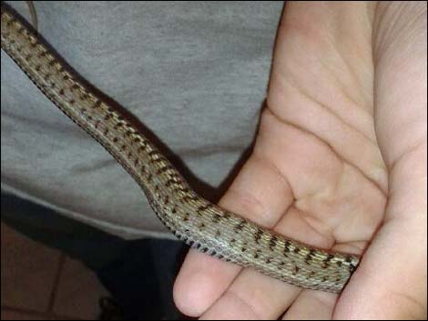 Wandering Gartersnake (Thamnophis elegans)