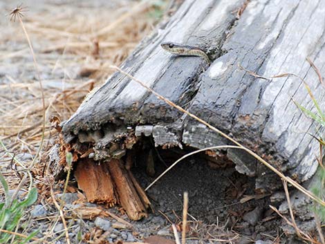 Common Garter Snake (Thamnophis sirtalis)