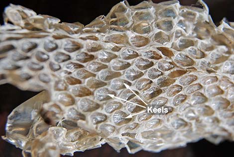 Snake Skin, Snake Shed