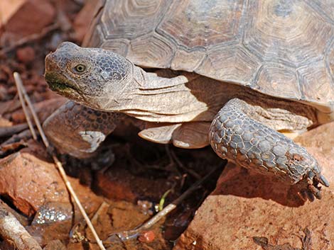 Desert Tortoise (Gopherus agassizii)