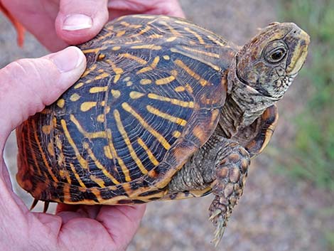 Desert Box Turtle (Terrapene ornata luteola)