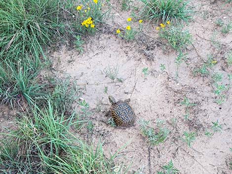 Desert Box Turtle (Terrapene ornata luteola)